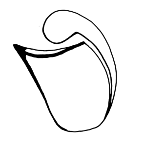 Kanna Sebastian kopia